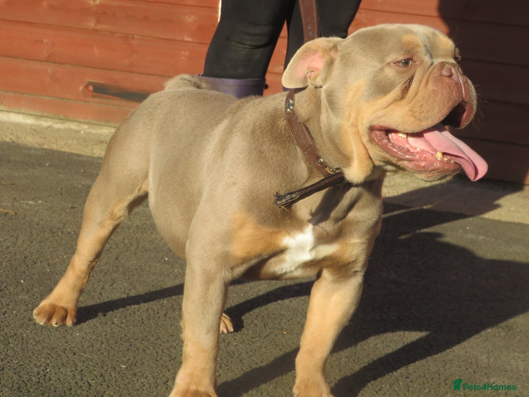 Olde English Bulldogge dogs for stud: Dougie for stud beautiful lilac tri boy proven in Thetford - Image 1