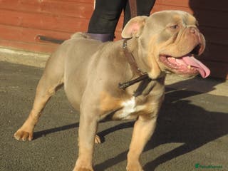 Olde English Bulldogge dogs Dougie for stud beautiful lilac tri boy proven in Thetford - Advert 1
