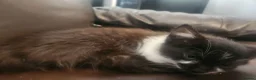Mixed Breed cats for sale: Kittens - Advert 2
