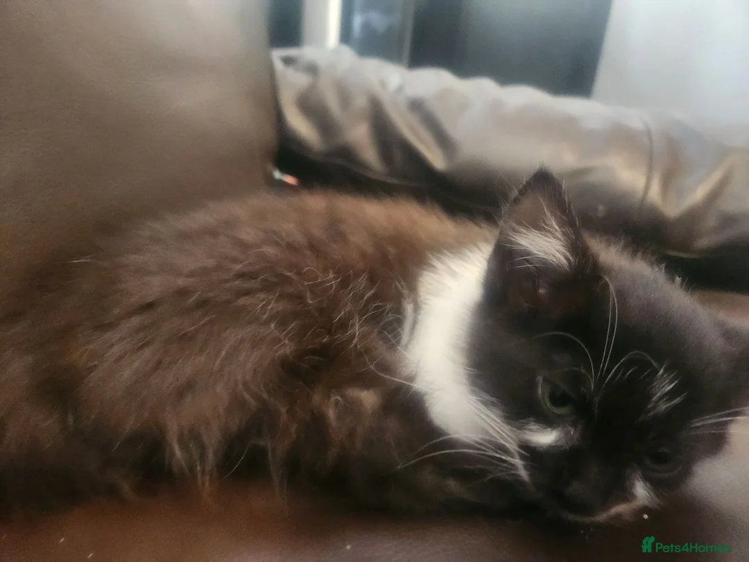 Mixed Breed cats for sale: Kittens - Advert 2