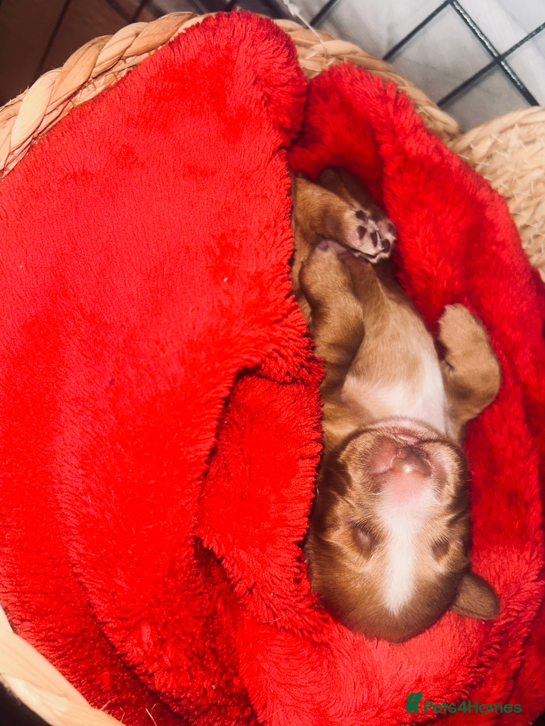 Cocker Spaniel dogs for sale: Cocker spaniel pups for sale  - Advert 9