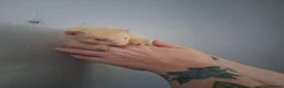 Ferret rodents for sale: Beautiful gentle ferret kits - Advert 3