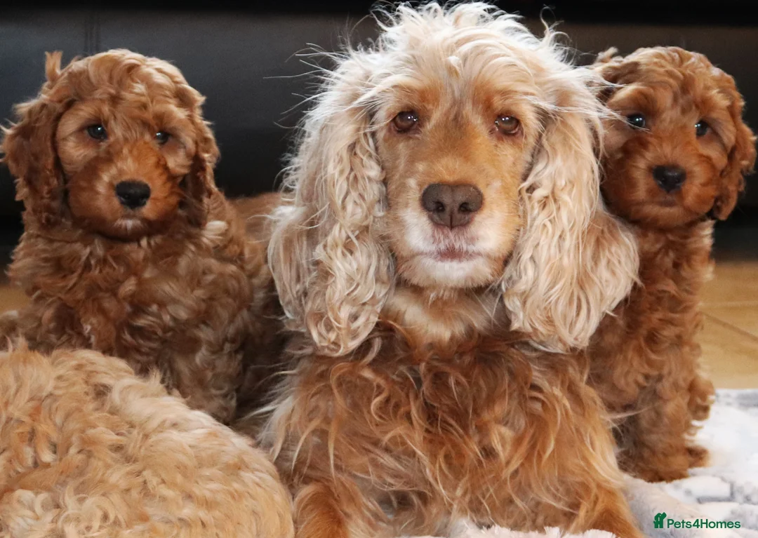 Cocker Spaniel dogs for sale: Show Cocker Spaniel - Advert 12