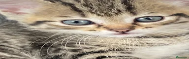 Classic tabby male kitten