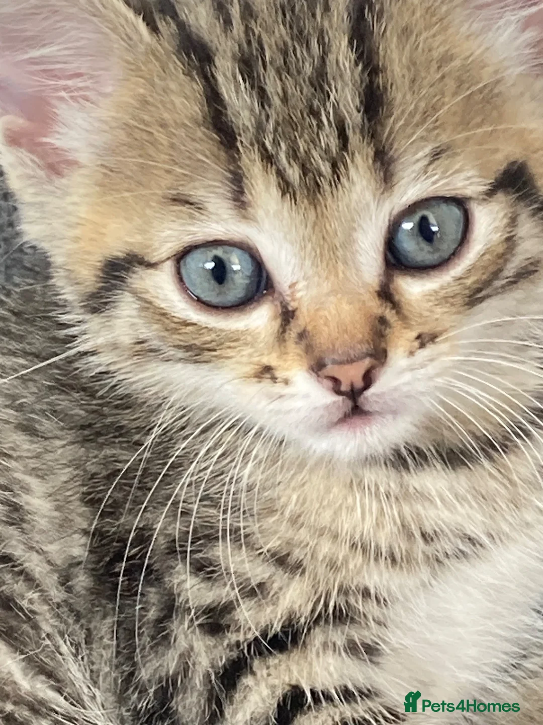 Mixed Breed cats for sale: Kittens for sale in Peterborough - Advert 2