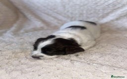 English Springer Spaniel dogs for sale: English springer spaniel  - Image 3