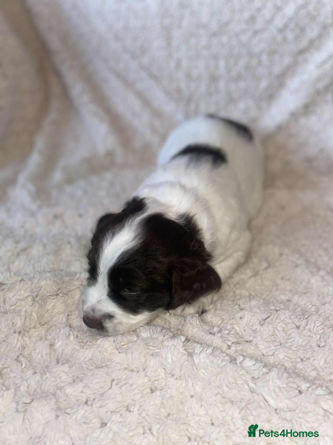 English Springer Spaniel dogs for sale: English springer spaniel  - Image 3