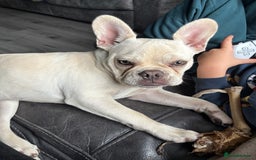 French Bulldog dogs for sale: Frenchie 6 months old - Image 1