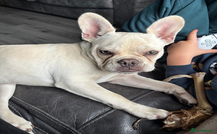 French Bulldog dogs - Advert 15