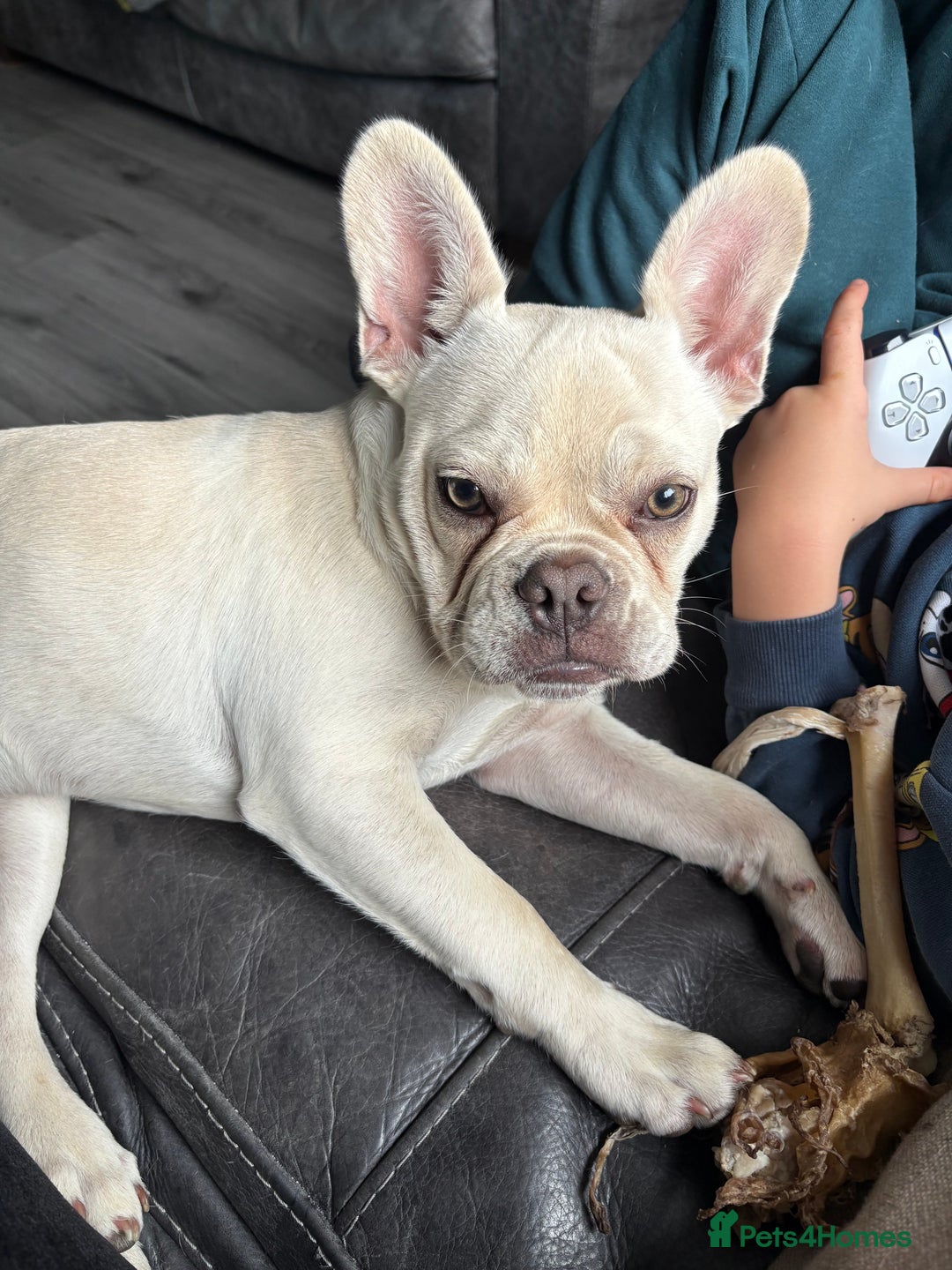 French Bulldog dogs for sale: Frenchie 6 months old - Image 1