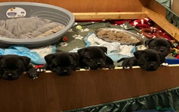 Staffordshire Bull Terrier dogs for sale: Staffordshire bull terrier puppies - Advert 8