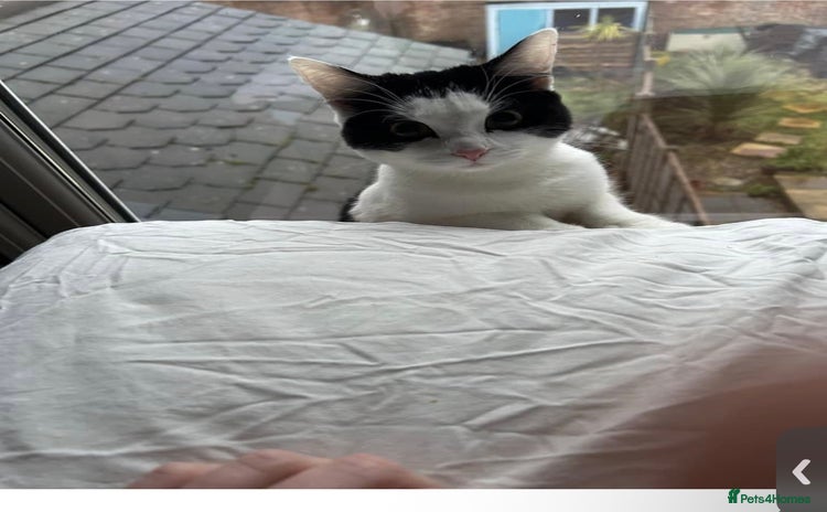 Domestic Shorthair cats - Advert 5