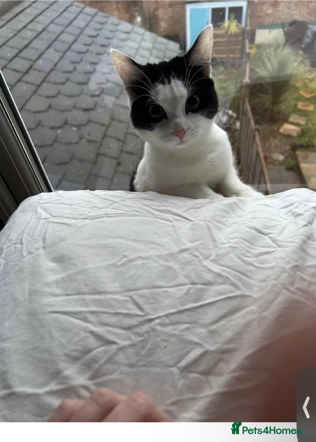 Domestic Shorthair cats for sale: 12 month black and white kitten - Image 1