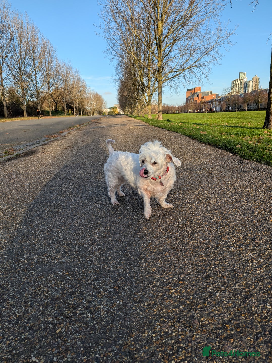 Mixed Breed dogs for sale: Gorgeous Maltichon Girl (4yrs) – Fully Trained - Advert 2