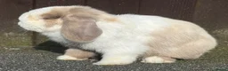 Mini Lop rabbits for sale: Torted lilac Harli vm - Advert 4