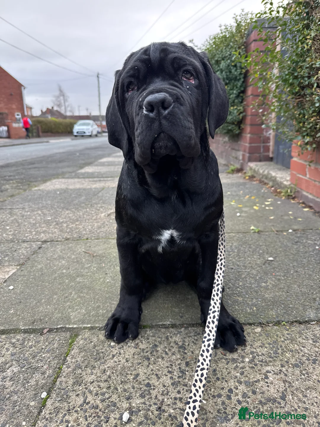 Neapolitan Mastiff dogs for sale: 2 black female Neapolitan mastiff puppies  - Advert 32