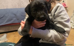 Springador dogs for sale: Springador pups - Image 12