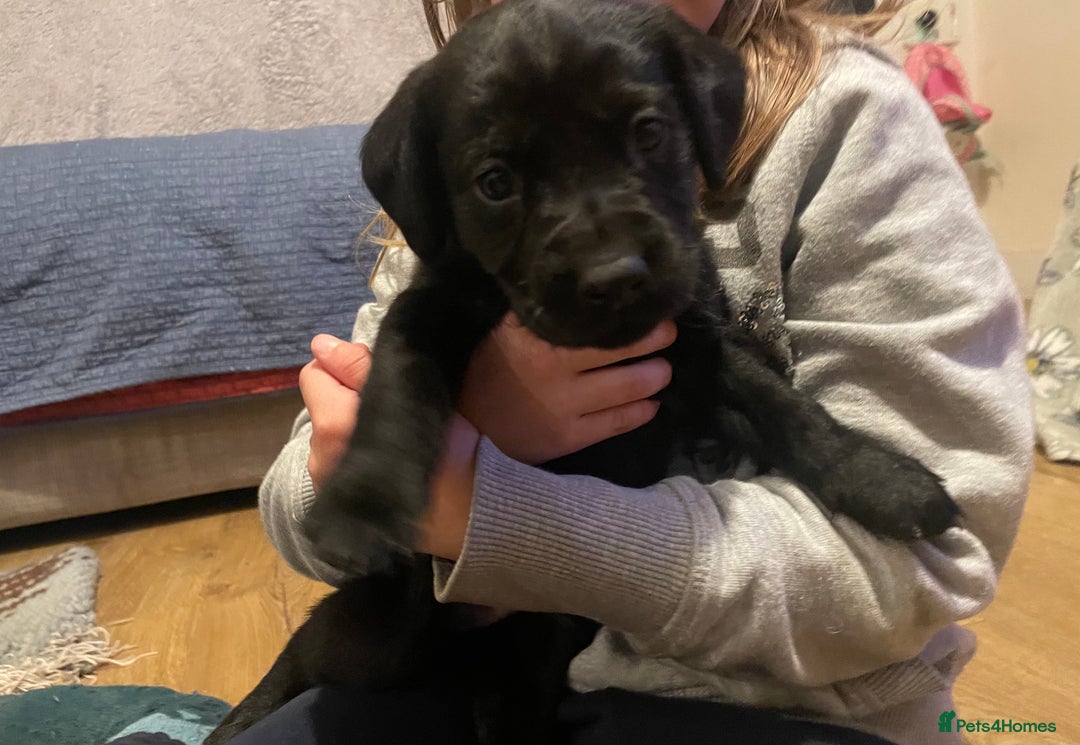 Springador dogs for sale: Springador pups - Image 12