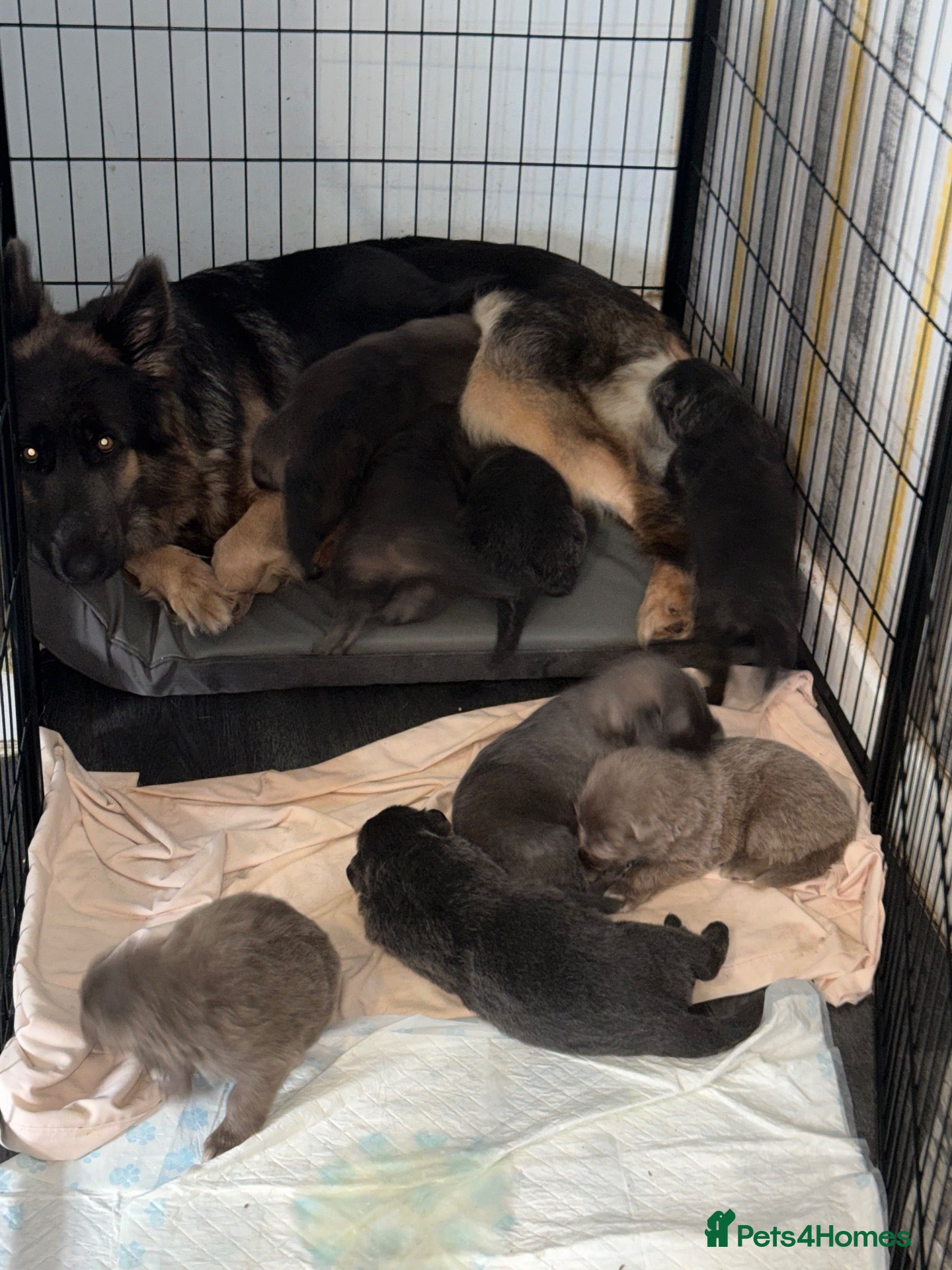 German Shepherd dogs Straight backed, DM CLEAR. Isabella and solid blue - Advert 2