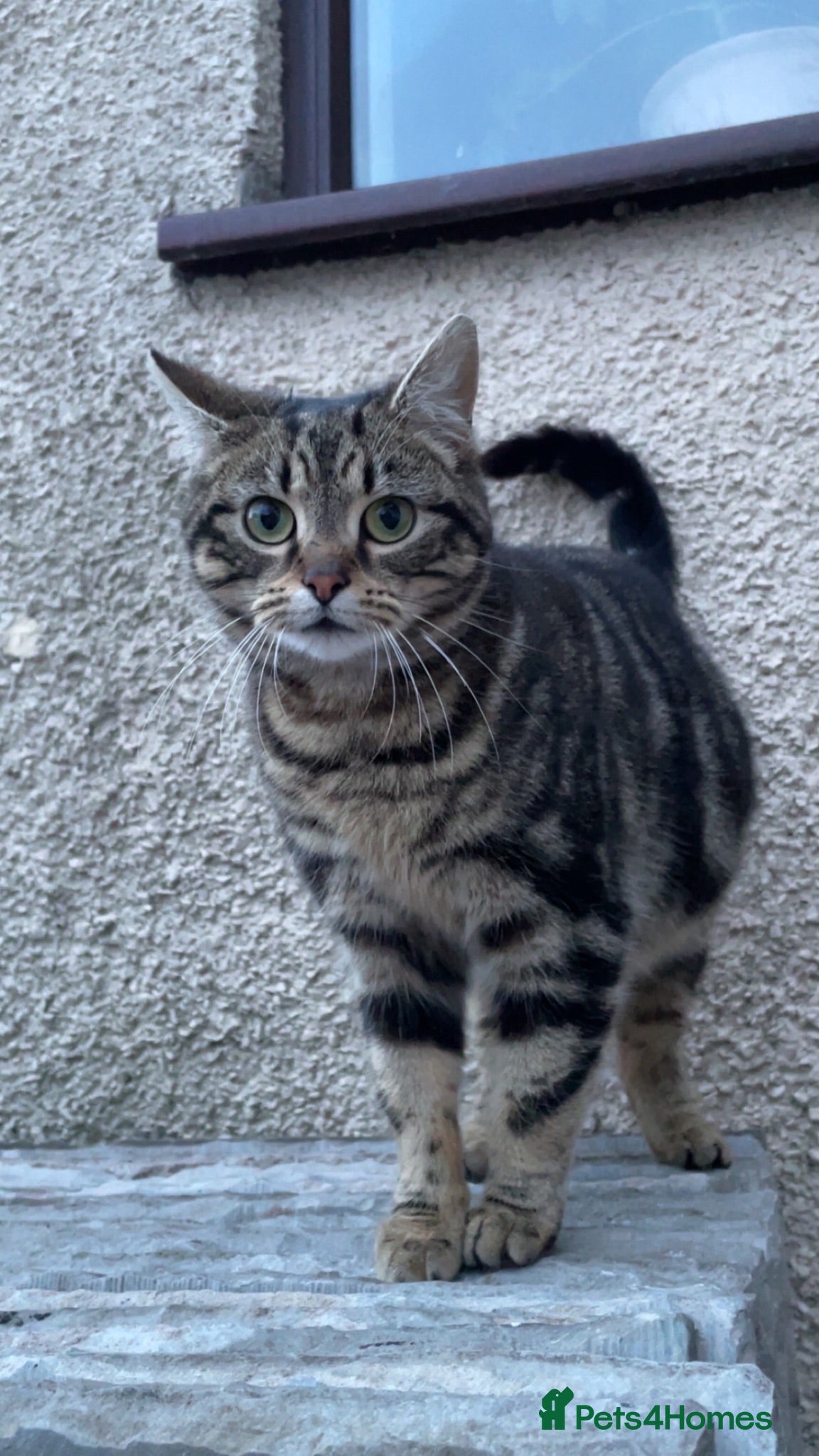 Mixed Breed cats Beautiful stray cat up for adoption  - Advert 5