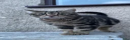 Mixed Breed cats for sale: Beautiful stray cat up for adoption  in Morecambe - Advert 3