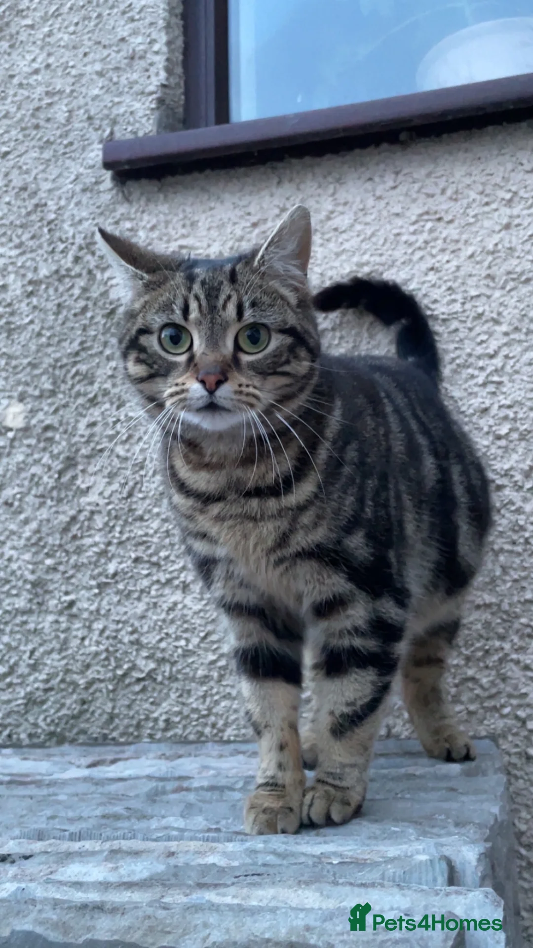 Mixed Breed cats for sale: Beautiful stray cat up for adoption  in Morecambe - Advert 3