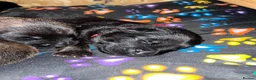 German Shepherd dogs for sale: beautiful shepkita puppies  - Advert 14