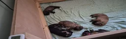 German Shepherd dogs for sale: Beautiful GSD puppies - Advert 7