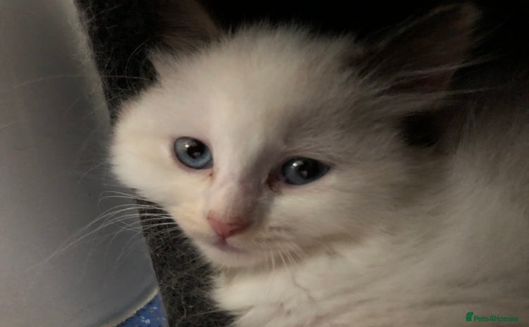 British Shorthair cats - Advert 12