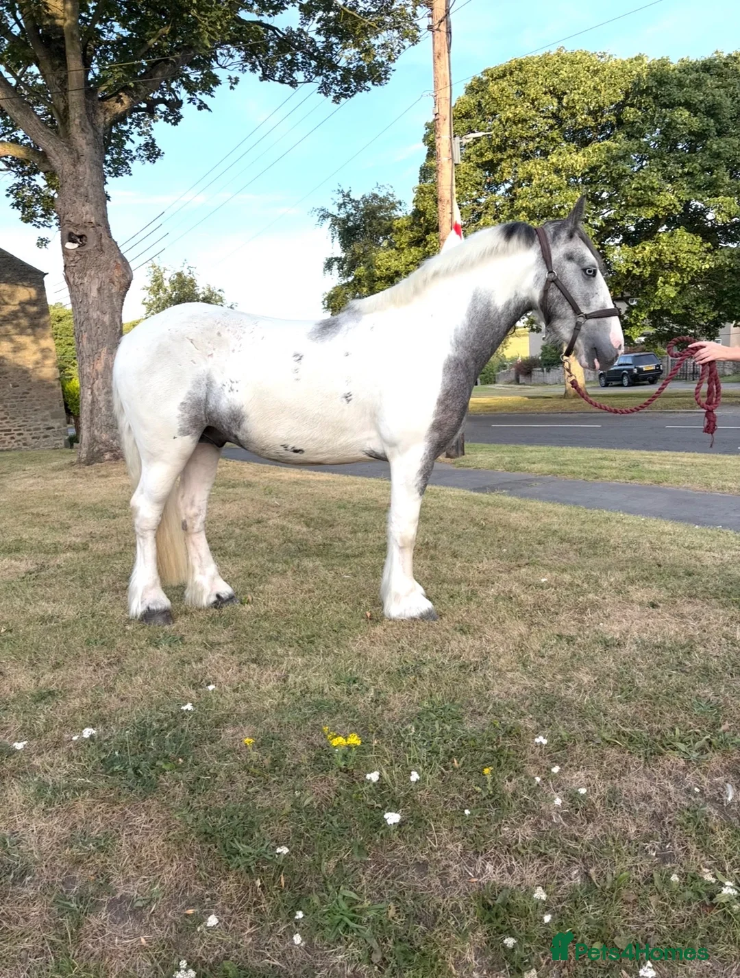 Irish Cob horses for sale: BORIS  - Advert 2