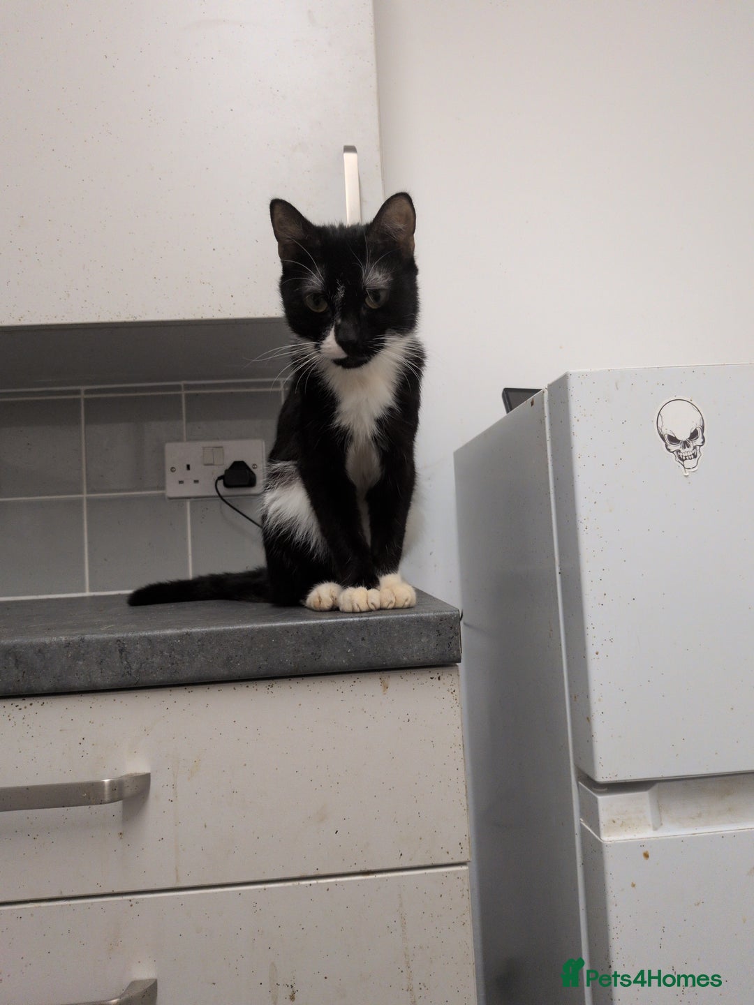 British Shorthair cats for sale: Male Cat  - Advert 4