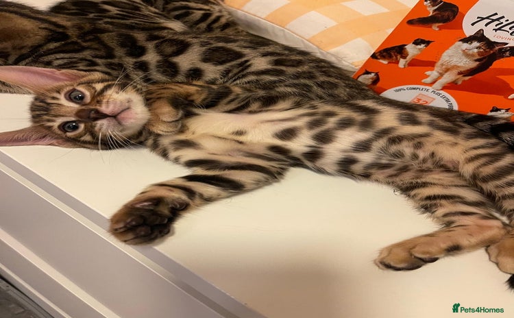 Bengal cats - Advert 9