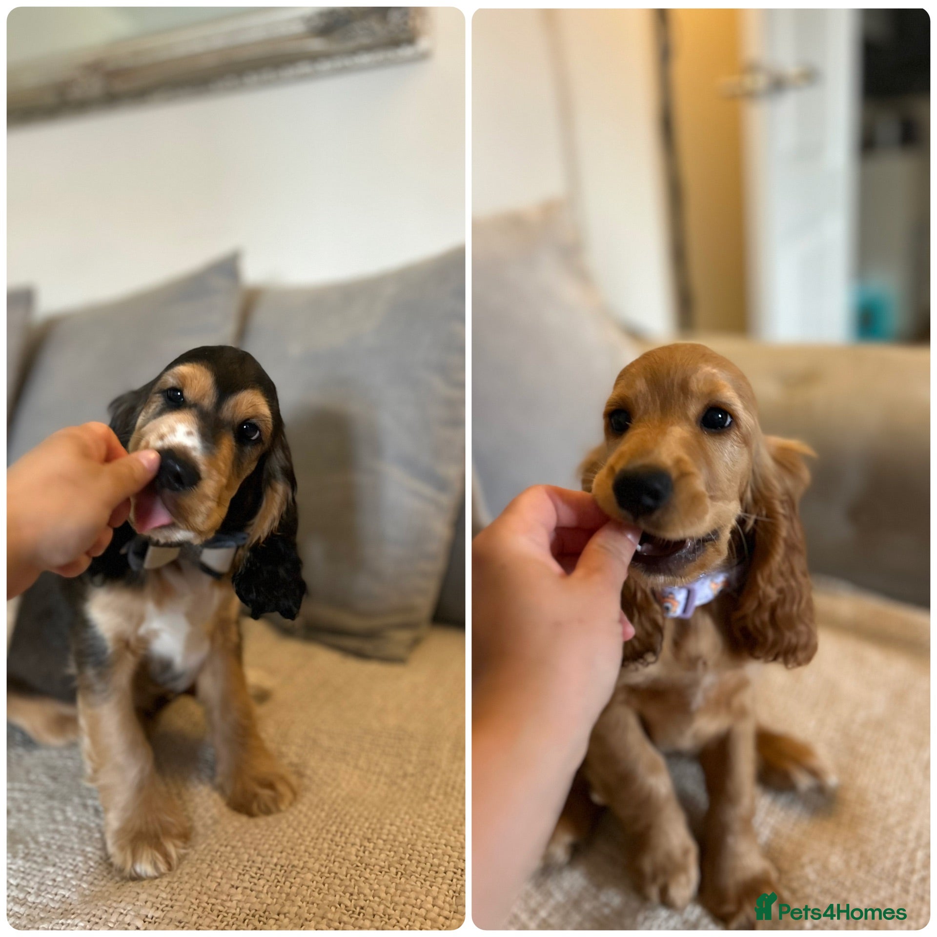 Cocker Spaniel dogs 2 LEFT READY 🏡 🌟SHOW COCKERS 🌟HEALTH CHECKS ✅   - Advert 2