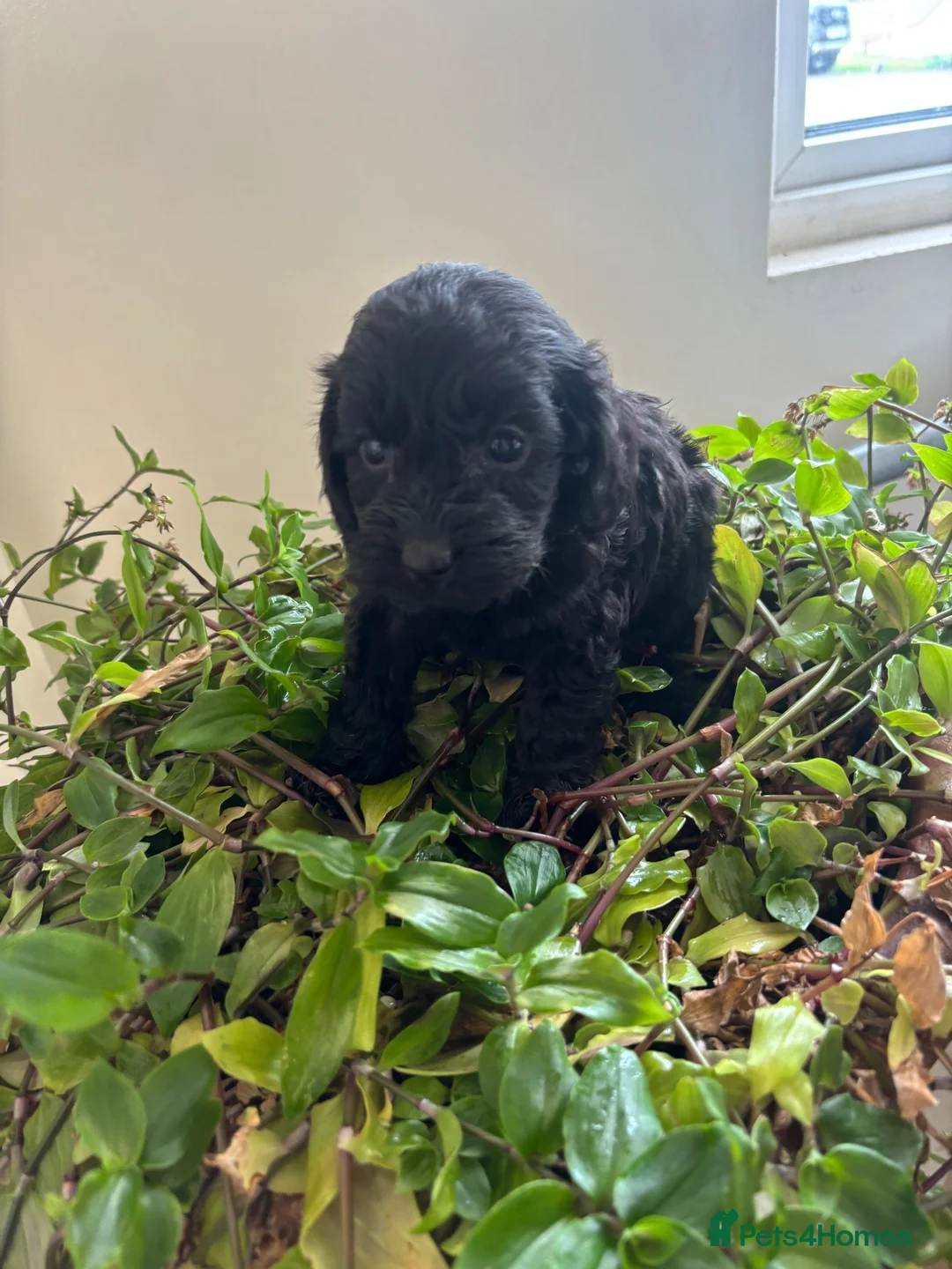 Cockapoo dogs for sale: Beautiful cockapoo puppies in Doncaster - Advert 10