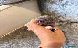 Chihuahua dogs for sale: 🩷Chihuahua puppies Thai genes🩷 - Image 6