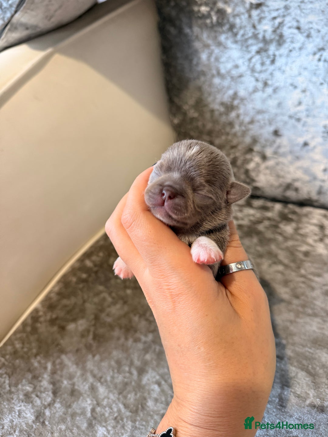 Chihuahua dogs for sale: 🩷Chihuahua puppies Thai genes🩷 - Image 6