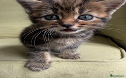 Scottish Fold cats for sale: 🐾ADORABLE SCOTTISH KITTENS FOR SALE🐾  - Image 16