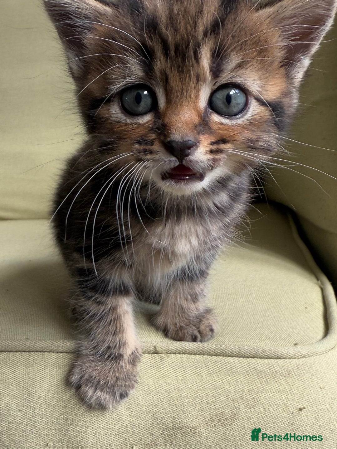 Scottish Fold cats for sale: 🐾ADORABLE SCOTTISH KITTENS FOR SALE🐾  - Image 16