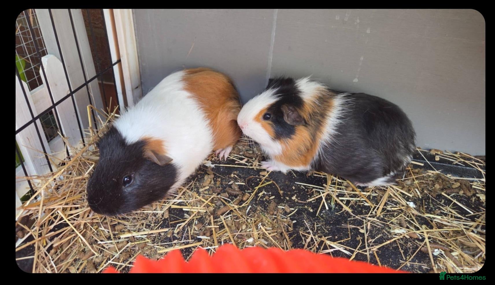 Guinea Pig rodents X2 male 3 month old guinea pigs with hutch etc - Advert 1