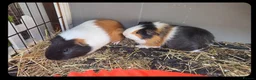 Guinea Pig rodents for sale: X2 male 3 month old guinea pigs with hutch etc in Huntingdon - Advert 1