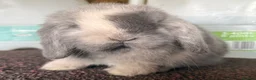 Mini Lop rabbits for sale: Blue Sabled mini lop buck - Advert 4