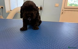 Cocker Spaniel dogs for sale: Beautiful kc registered show cocker spaniels - Image 11