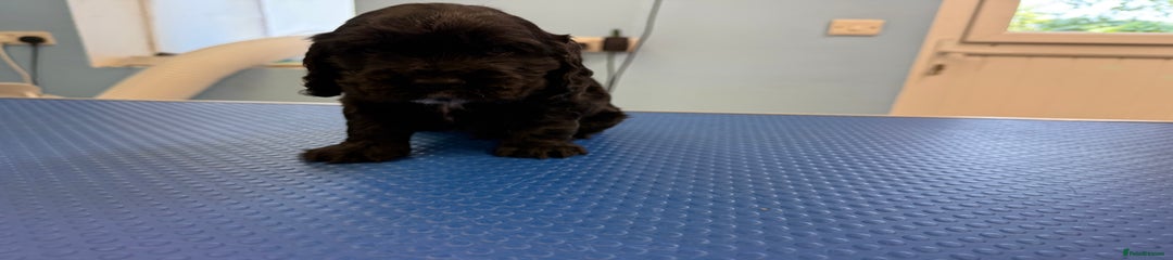 Cocker Spaniel Puppy 4