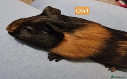 Guinea Pig rodents for sale: Beautiful baby guinea pigs. in Basildon - Image 24