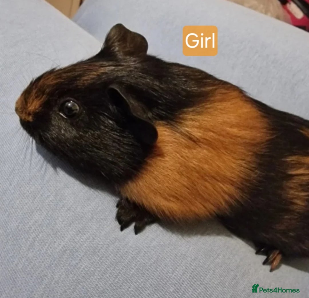 Guinea Pig rodents for sale: Beautiful baby guinea pigs. in Basildon - Image 24