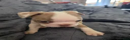 Boston Terrier dogs for sale: Ready now Stunning KC Boston Terrier puppies - Advert 32