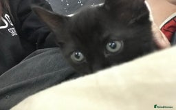 British Shorthair cats for sale: Tuxedo and black cat 🖤 - Image 5