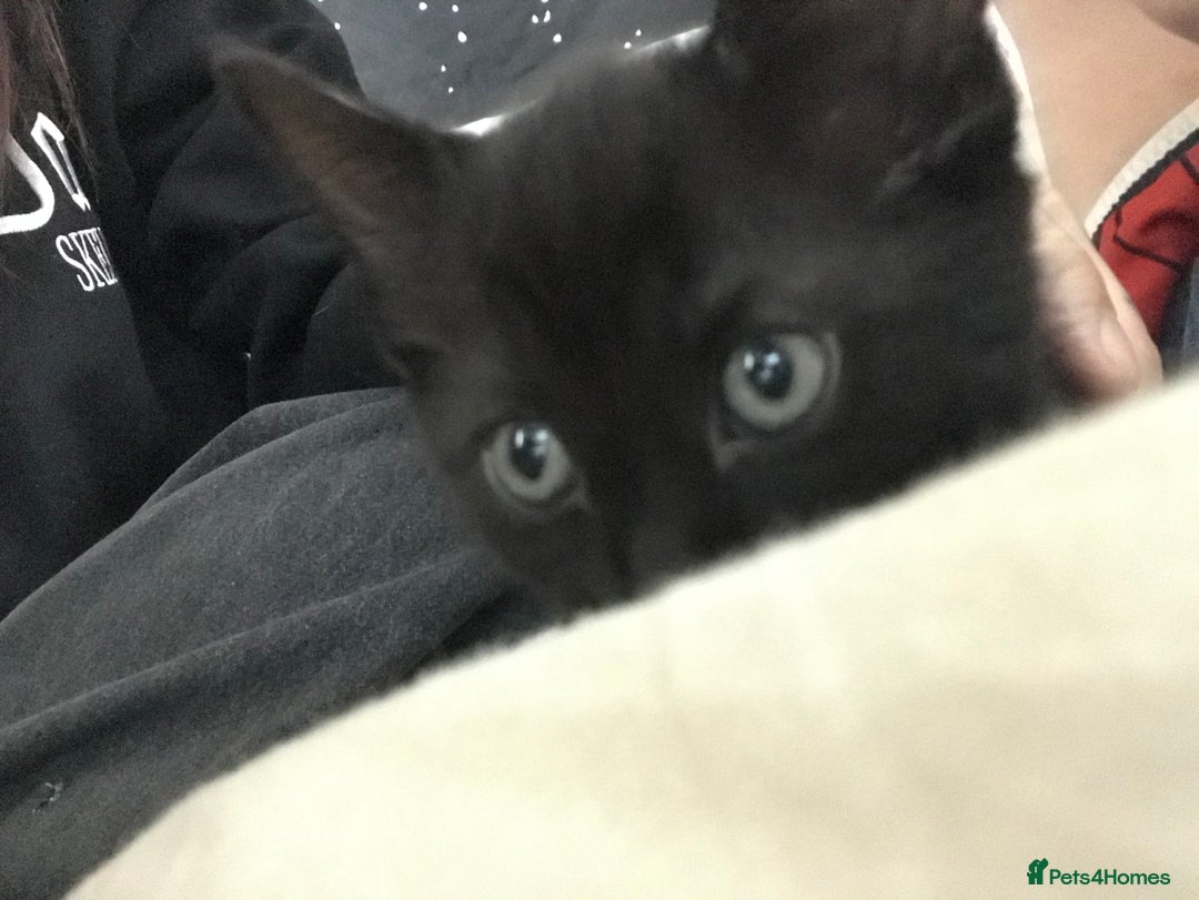 British Shorthair cats for sale: Tuxedo and black cat 🖤 - Image 5