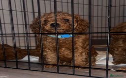 Labradoodle dogs for sale: 🐾AVAILABLE TO VIEW! - Fox Red Labradoodle Pups 🐾 - Image 16