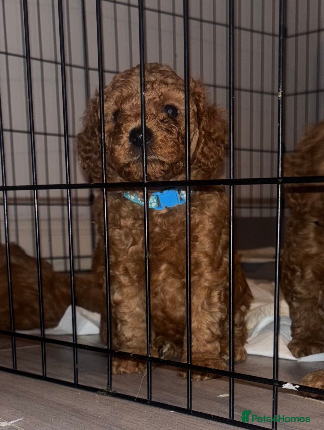 Labradoodle dogs for sale: 🐾AVAILABLE TO VIEW! - Fox Red Labradoodle Pups 🐾 - Image 16